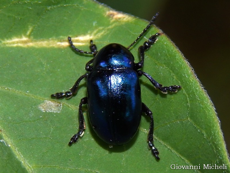 Chrysomelidae: Chrysochus asclepiadeus